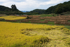 実り