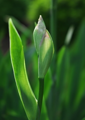 もうすぐ開花?