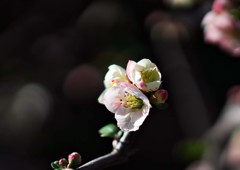 ぼけの花
