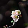 ぼけの花