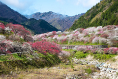 春爛漫