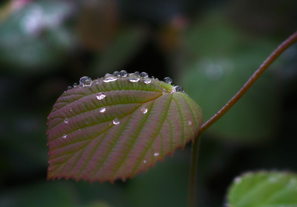 梅雨の贈り物