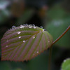梅雨の贈り物