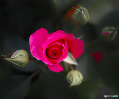 一番花