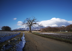 山梨の木