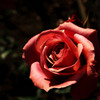 秋薔薇