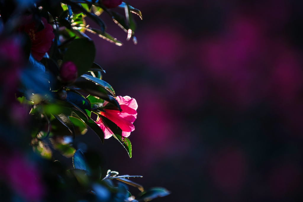 山茶花の花