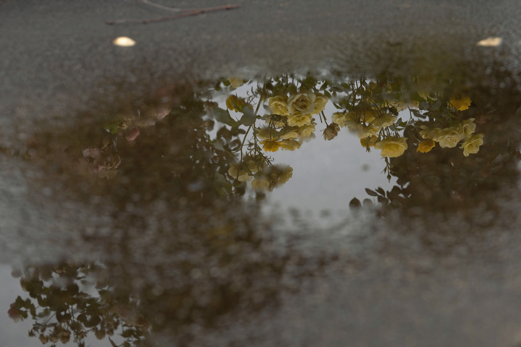 雨とバラ