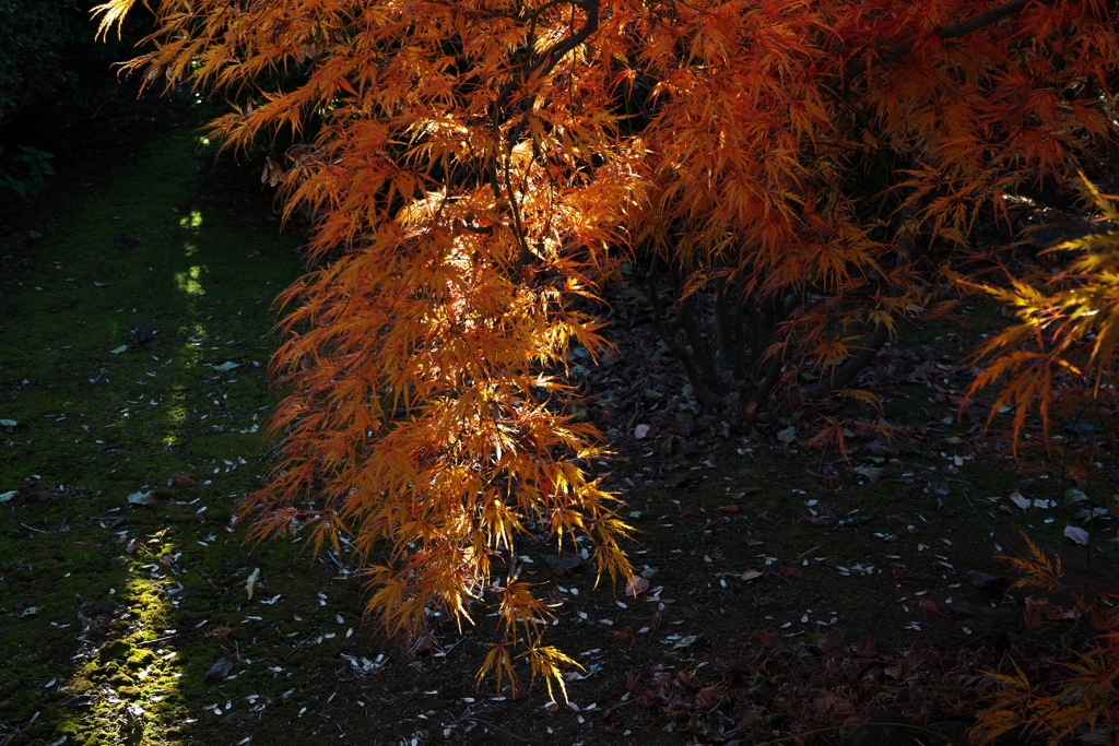 紅葉