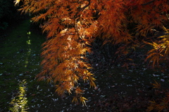 紅葉