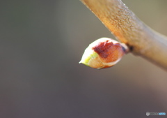 芽吹き
