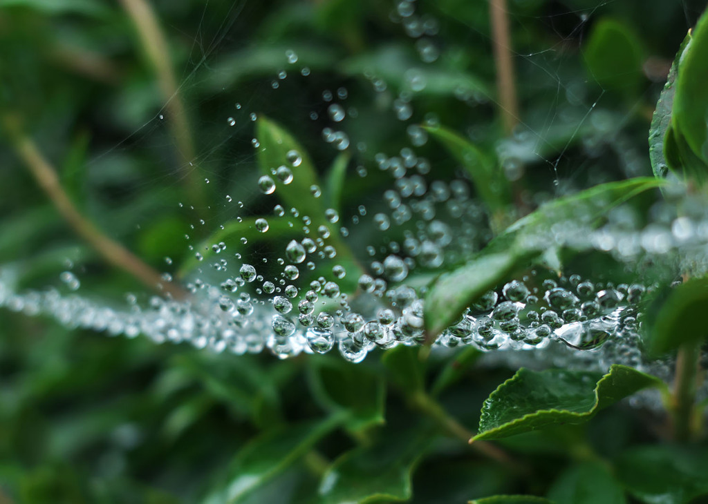 梅雨の宝石