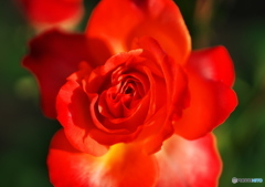 豪華