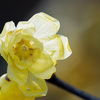 香花