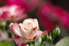 薔薇の季節