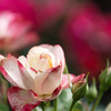 薔薇の季節