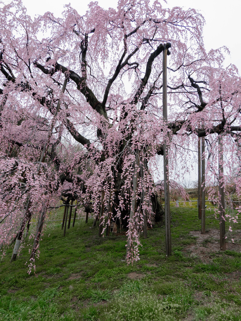 枝垂桜