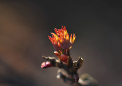 芽吹き