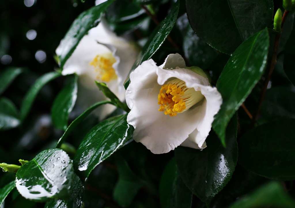 春雨2