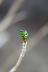 春到来