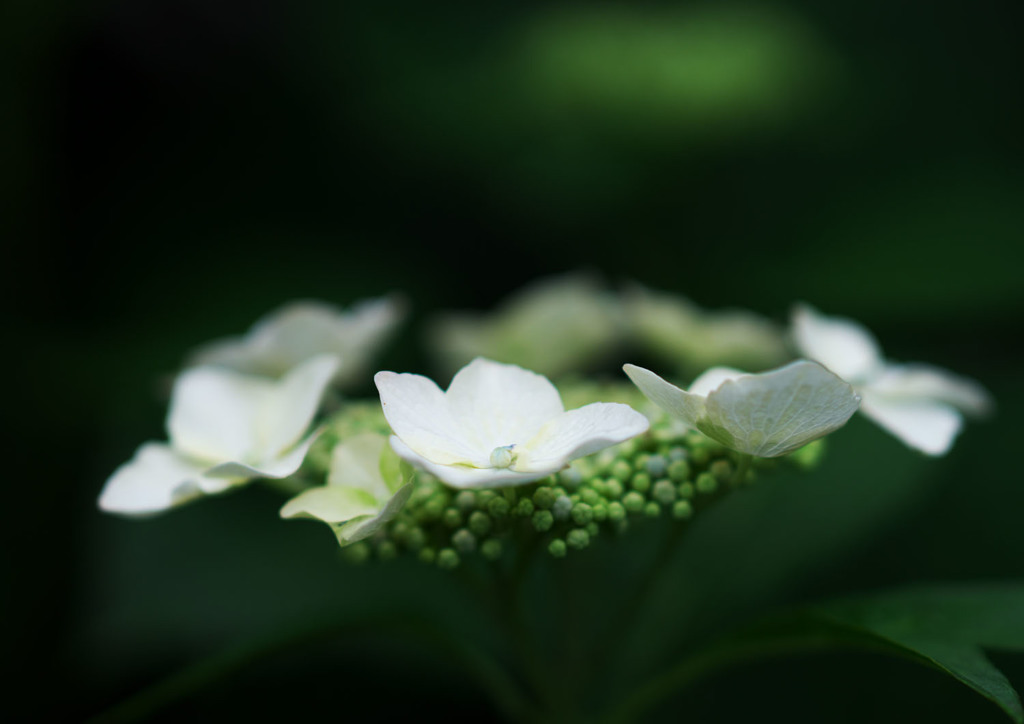 紫陽花
