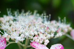 雨花