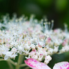 雨花