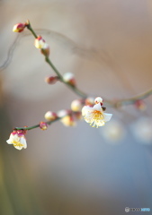 開花