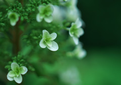 梅雨花