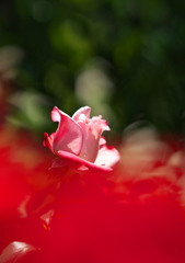 華やか
