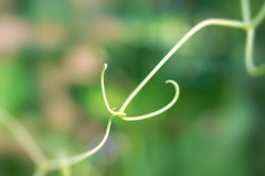 絆