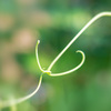 絆