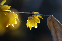 冬花