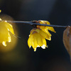 冬花