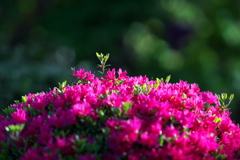 花盛り