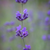 香り花