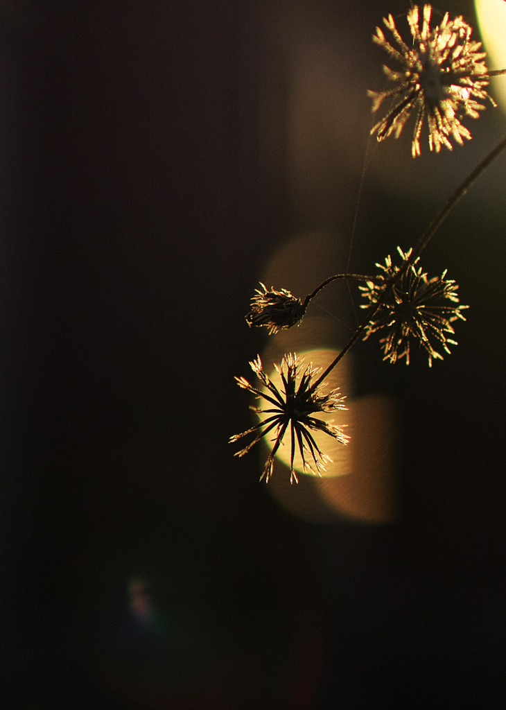 線香花火