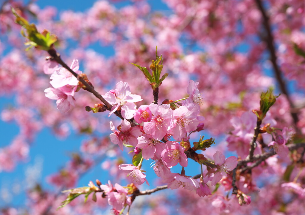 河津桜