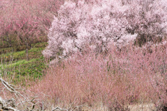 花の里