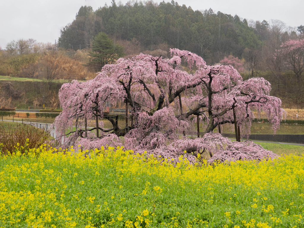 滝桜