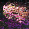 散り花