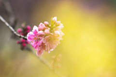 花桃