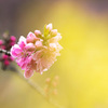花桃