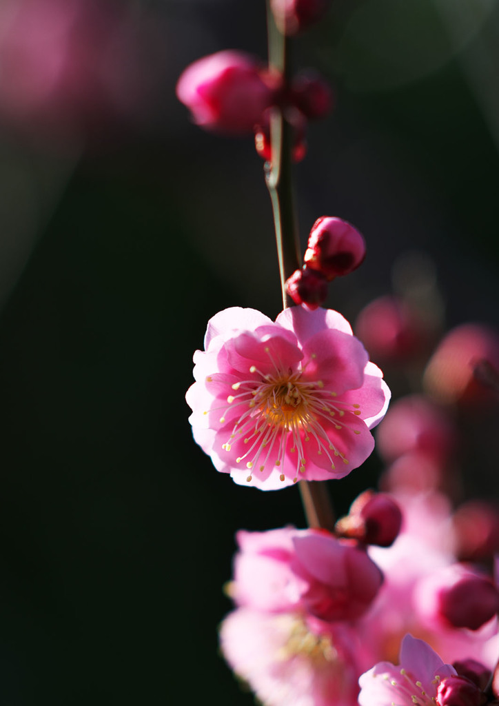 梅は咲いたか～