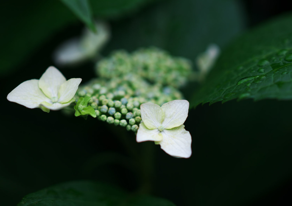 紫陽花2