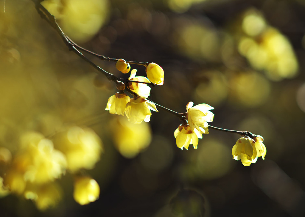 香花