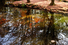 池紅葉