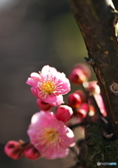 紅梅