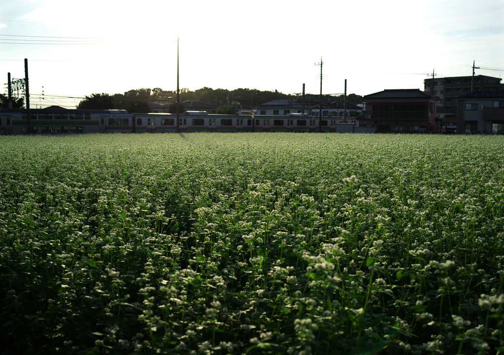 都市化