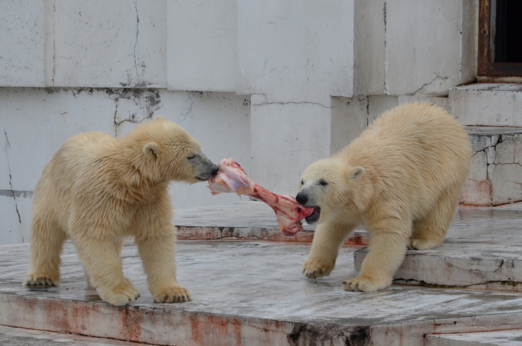 円山動物園のホッキョクグマの兄弟